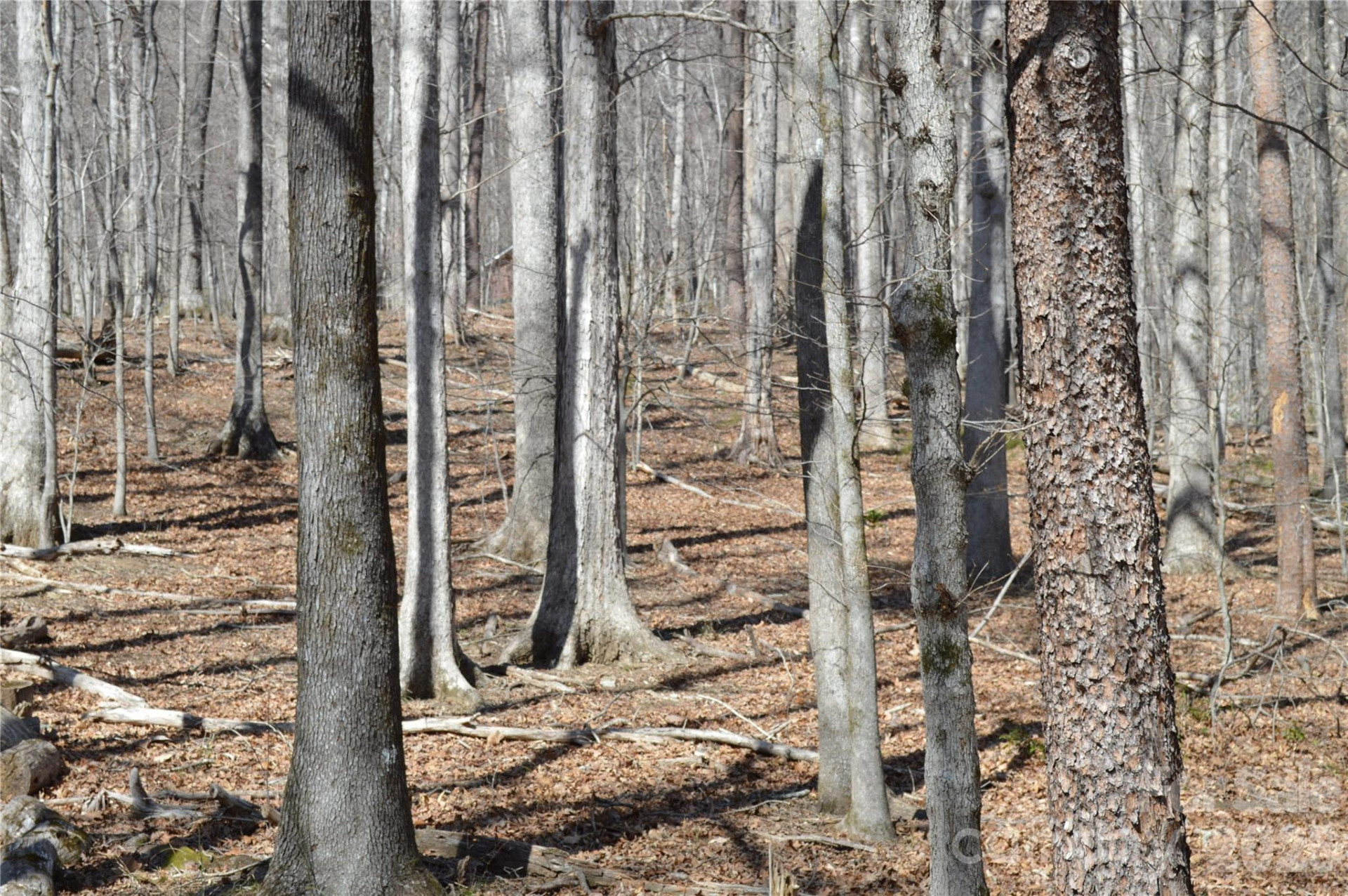 00 Shadow Creek Lane - Photo 16