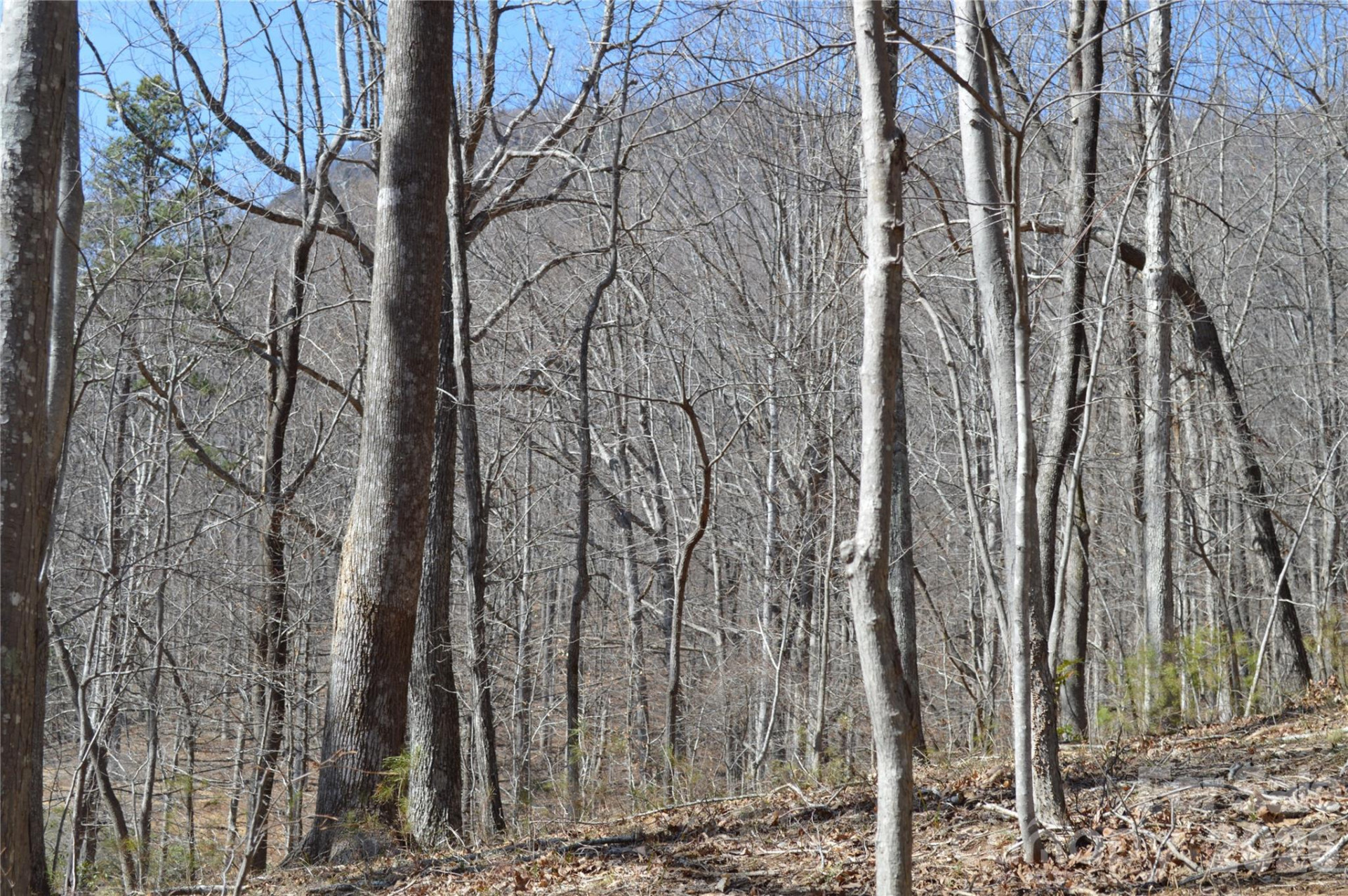 00 Shadow Creek Lane - Photo 7