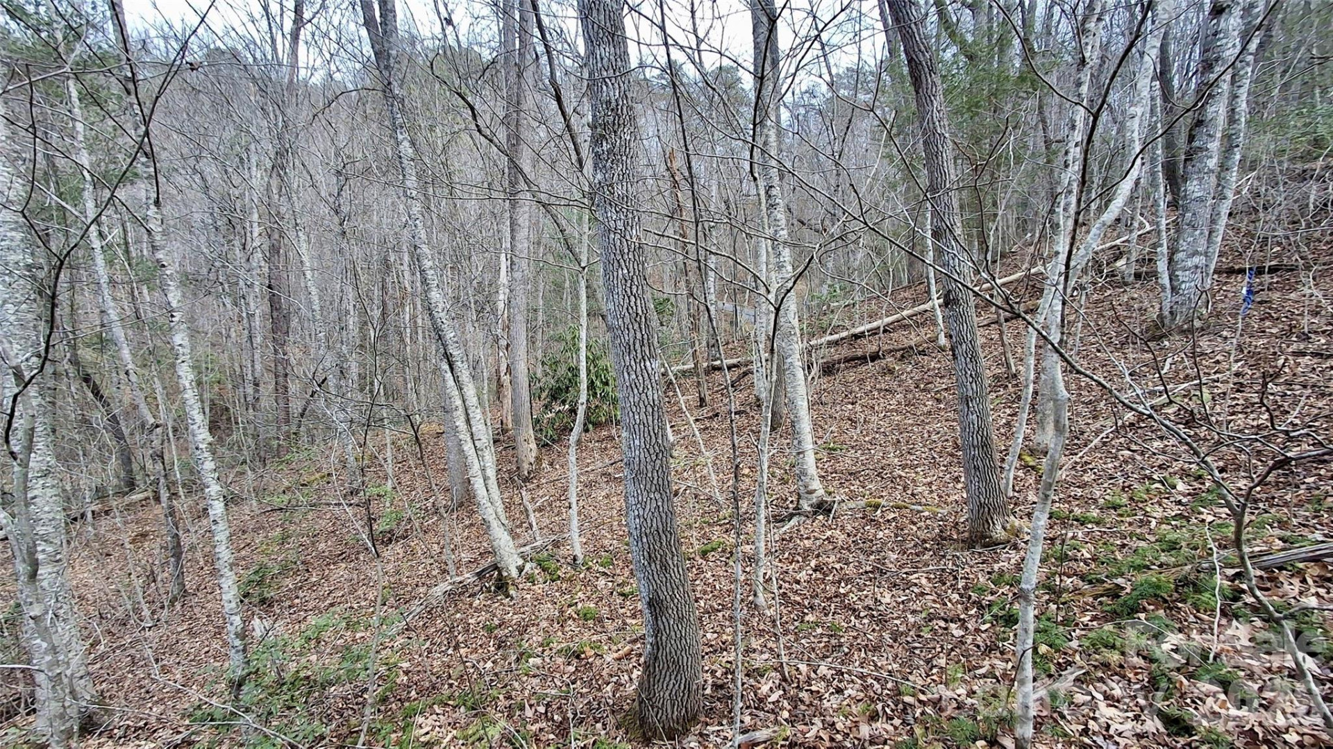 0 Hollywalk Trail #4 - Photo 15