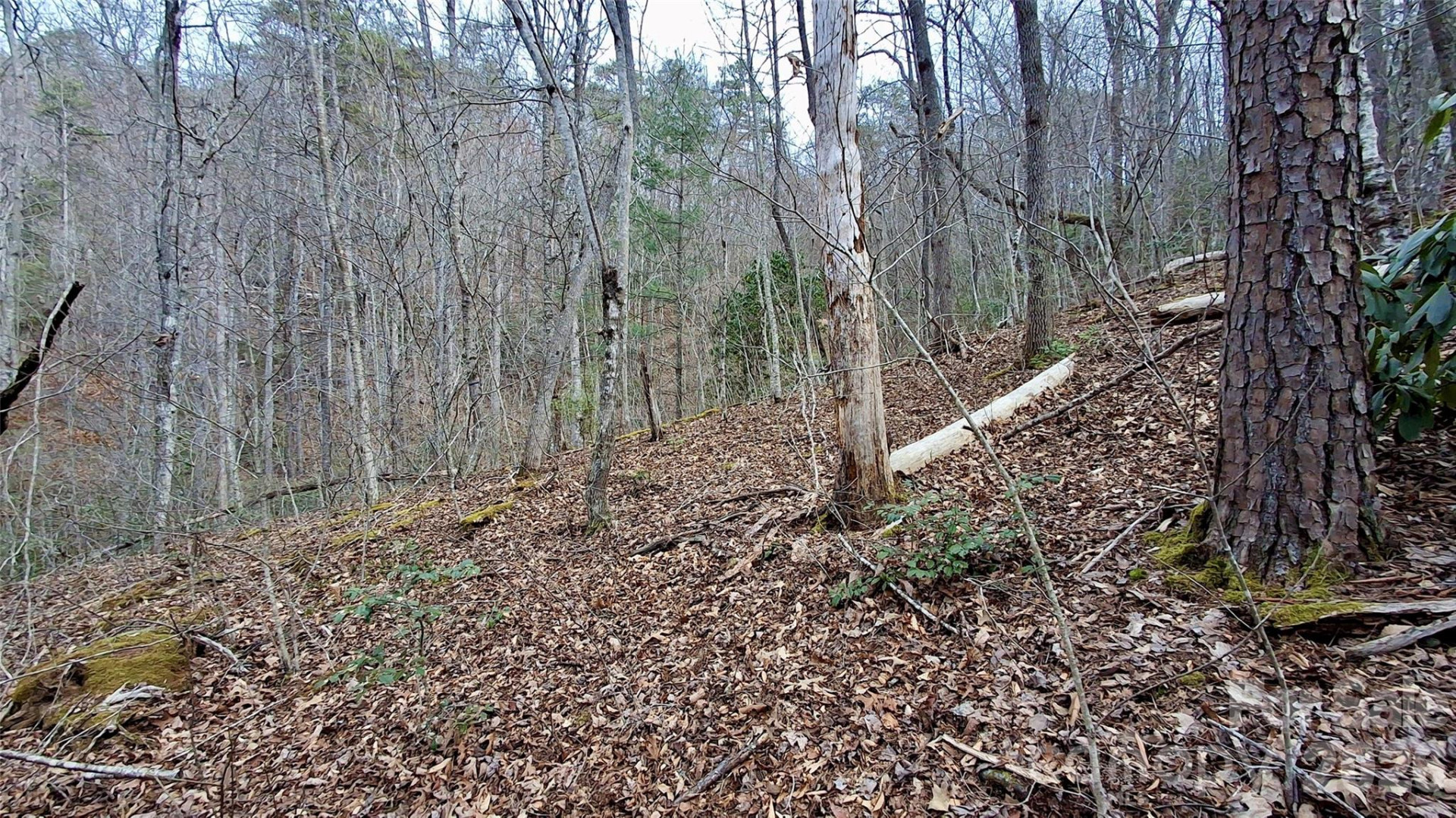 0 Hollywalk Trail #4 - Photo 16