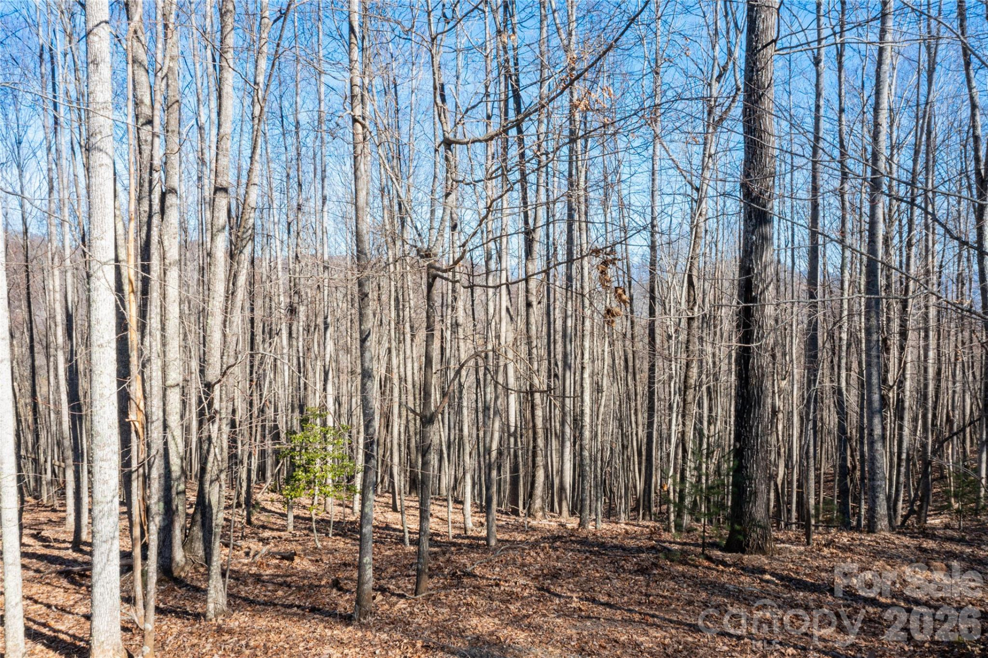 1306 Double KNob Drive - Photo 10