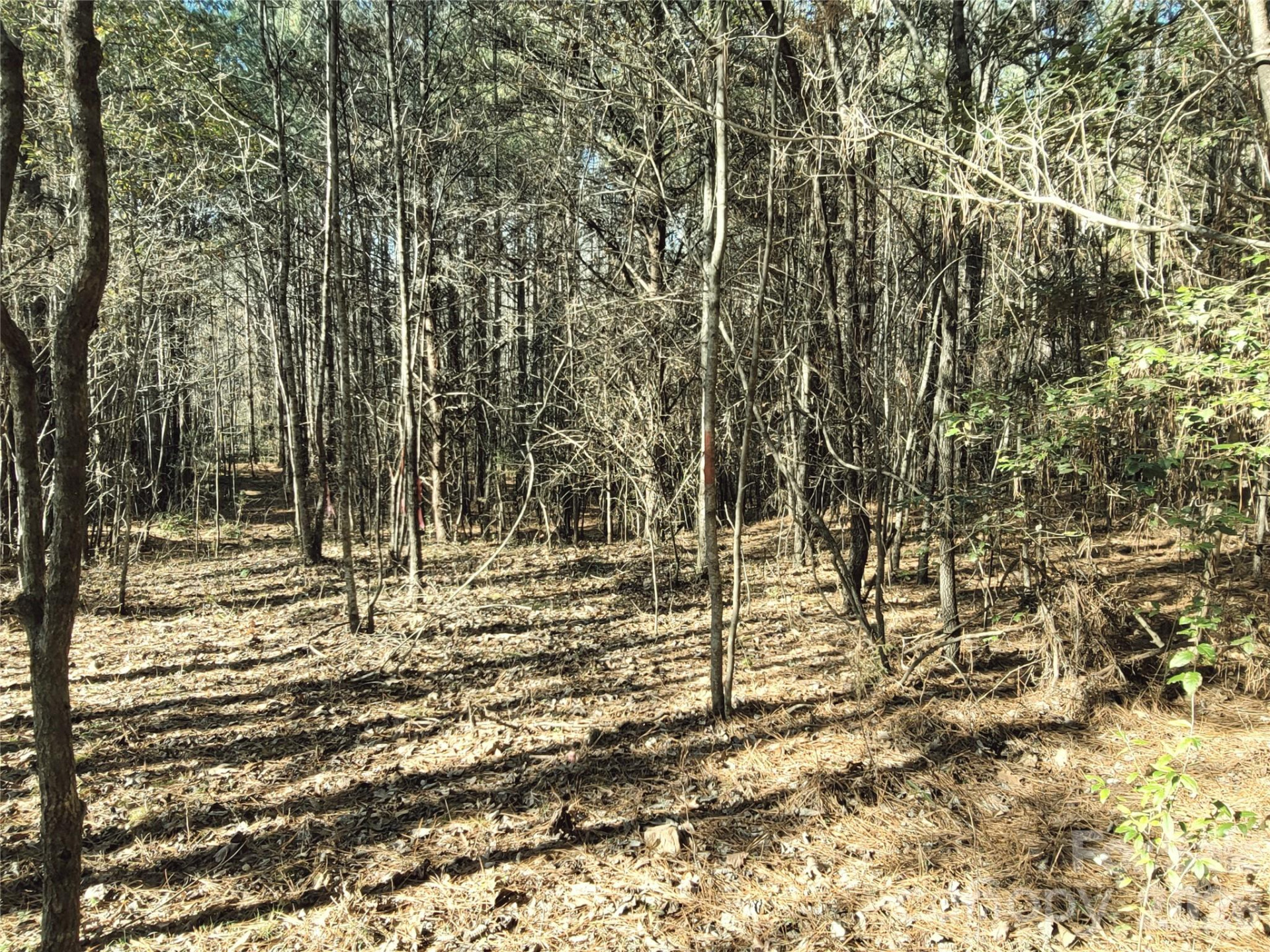 0 Farmer Johns Trail #9 - Photo 13