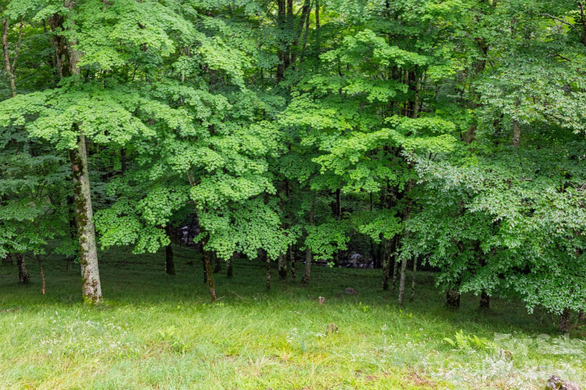 155 Mule Trail Drive - Photo 29