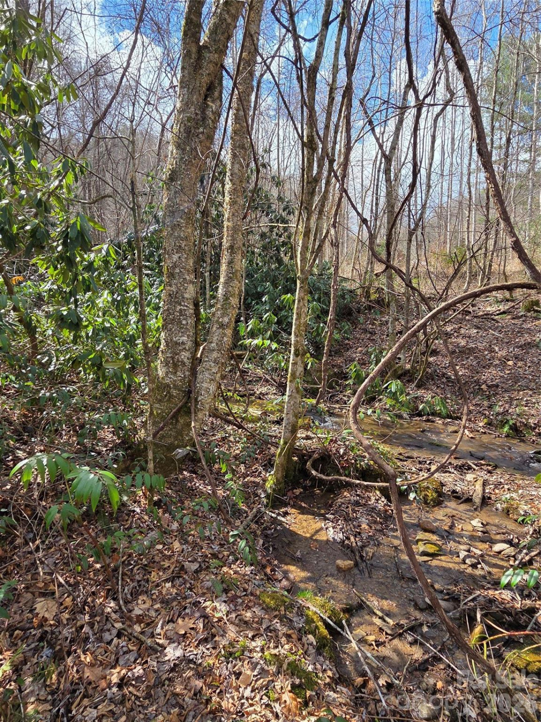 00 Laurel Branch Road - Photo 8