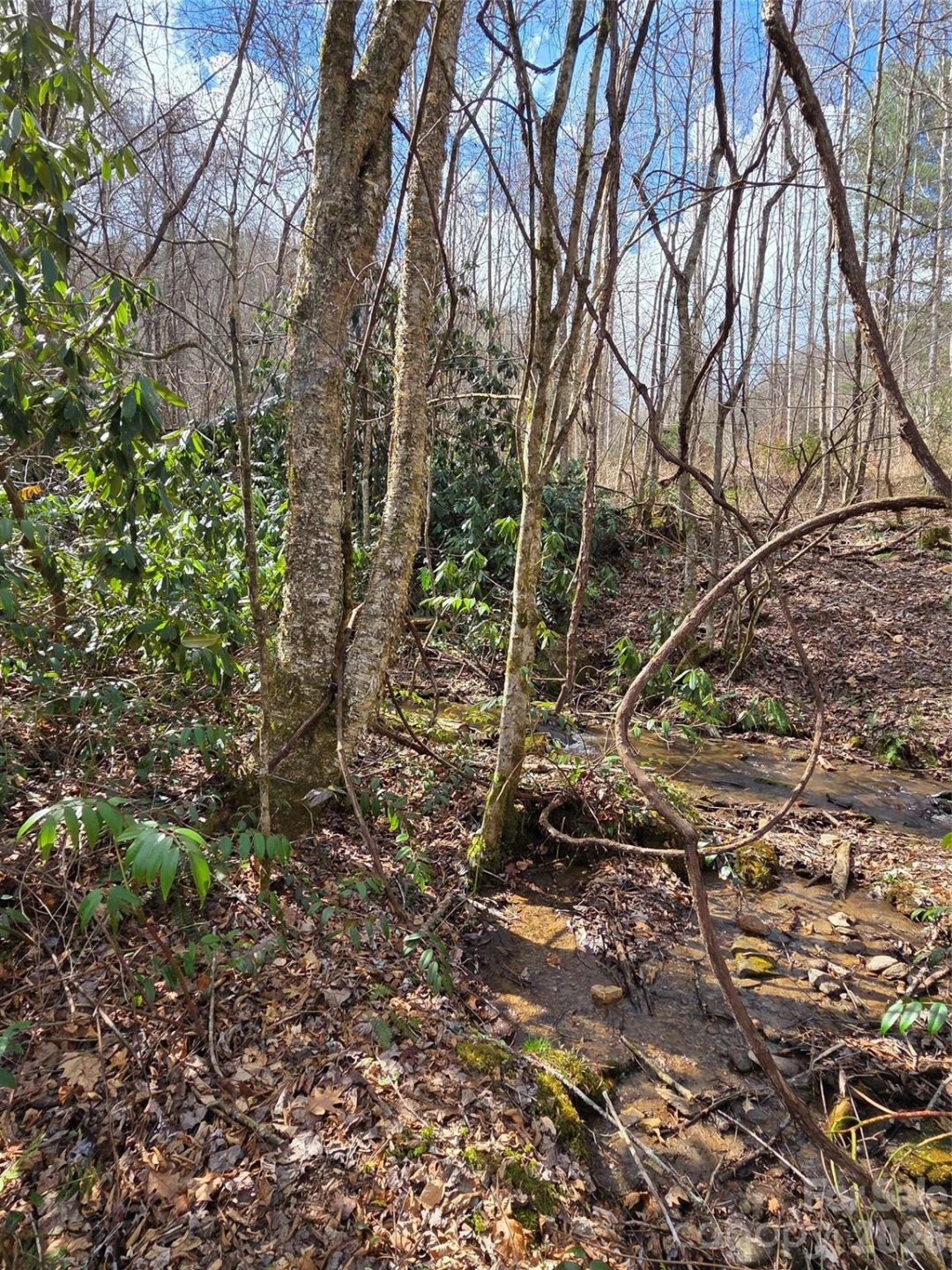 00 Laurel Branch Road - Photo 8