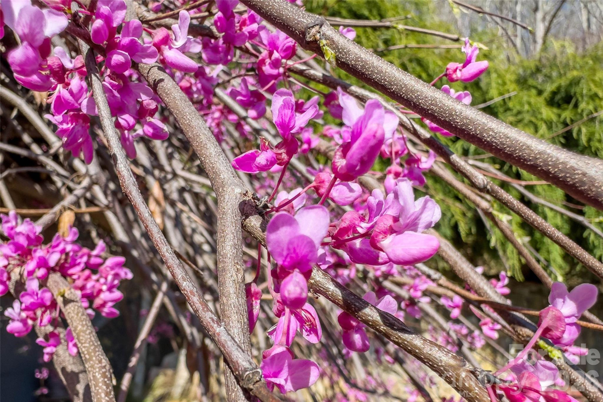 311 Pisgah Mine Road - Photo 48