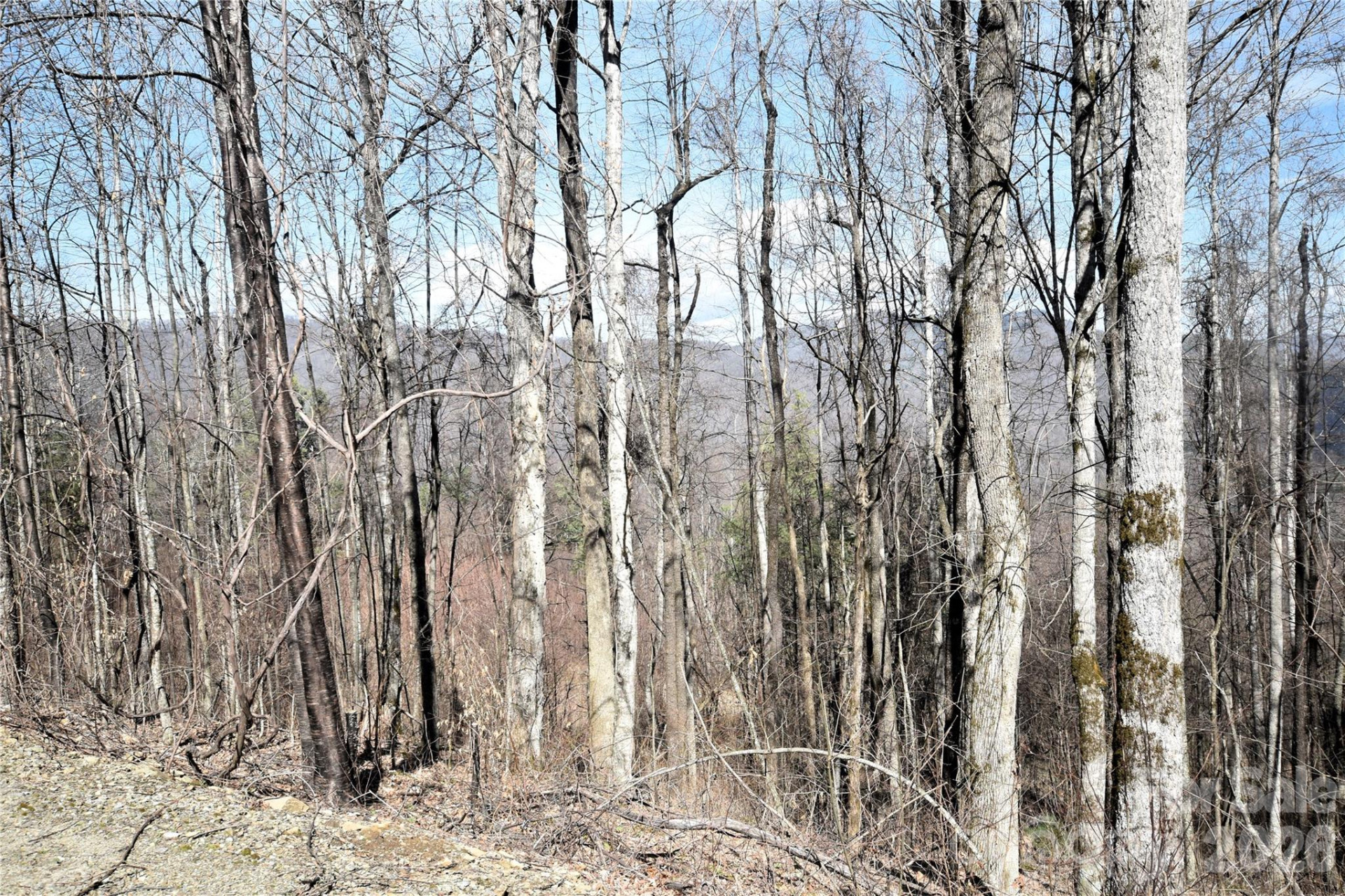 000 Curry Comb Trail #513 - Photo 3