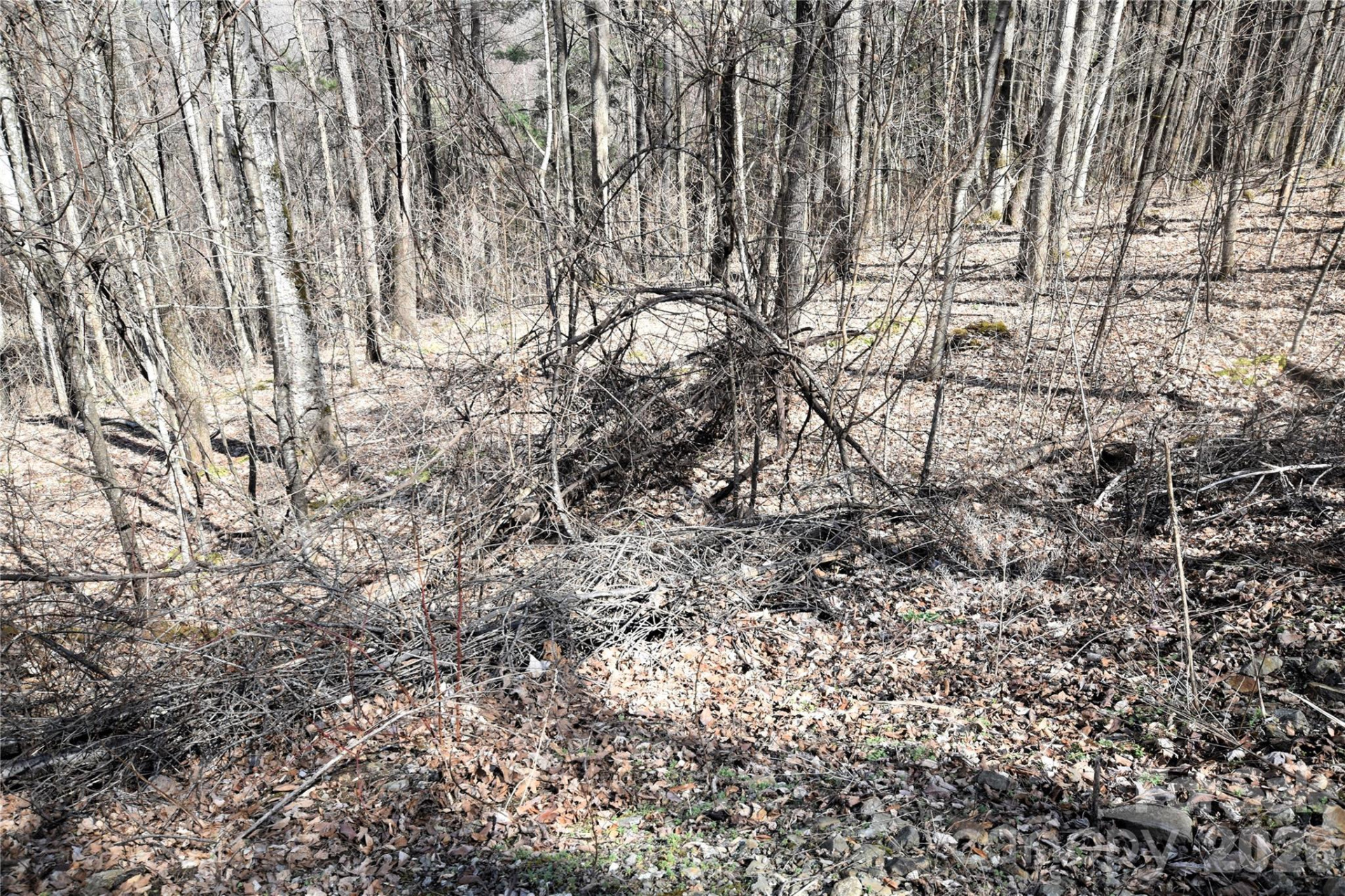 000 Curry Comb Trail #513 - Photo 5