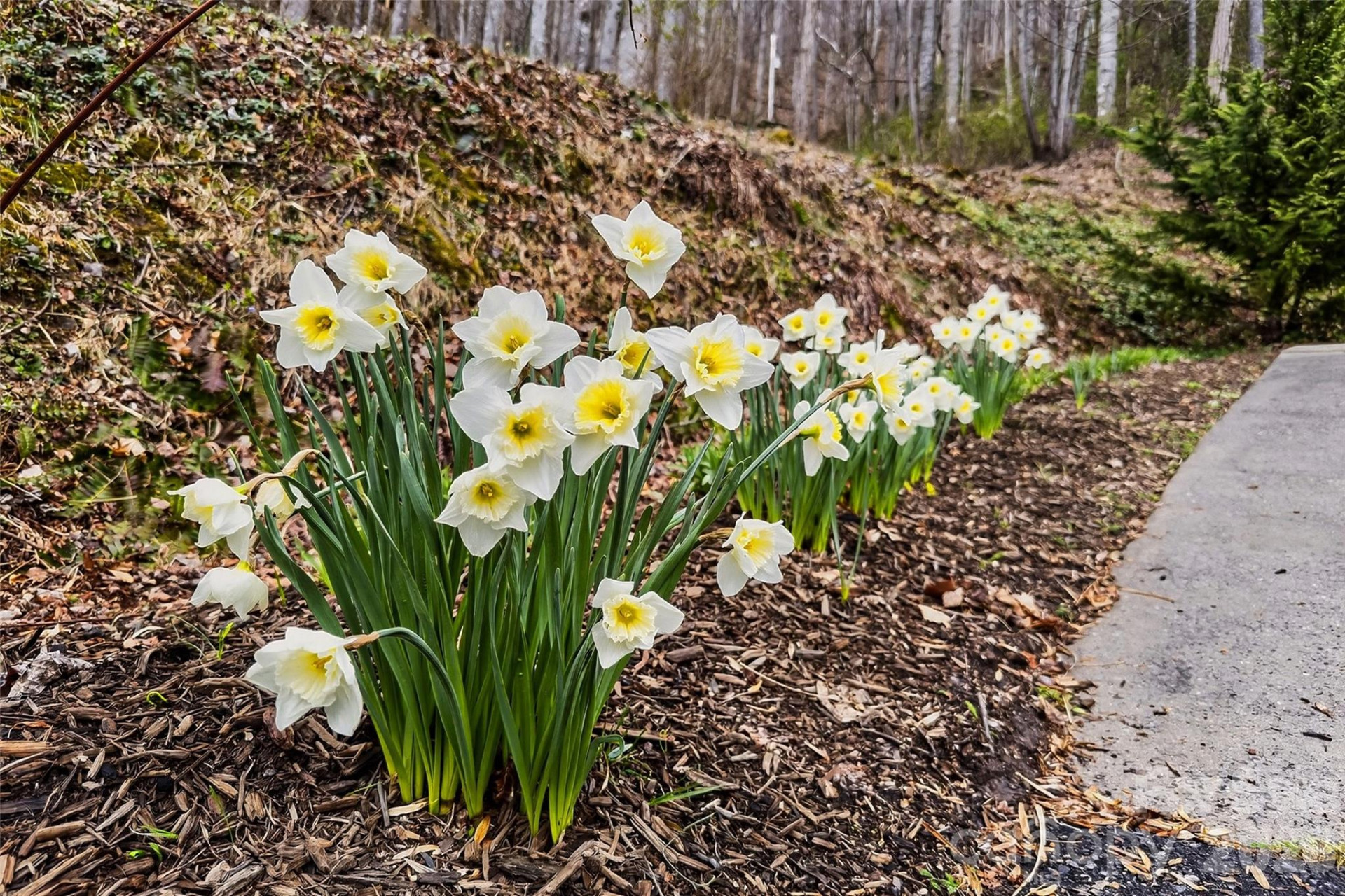 120 Mountain Mist Lane - Photo 45