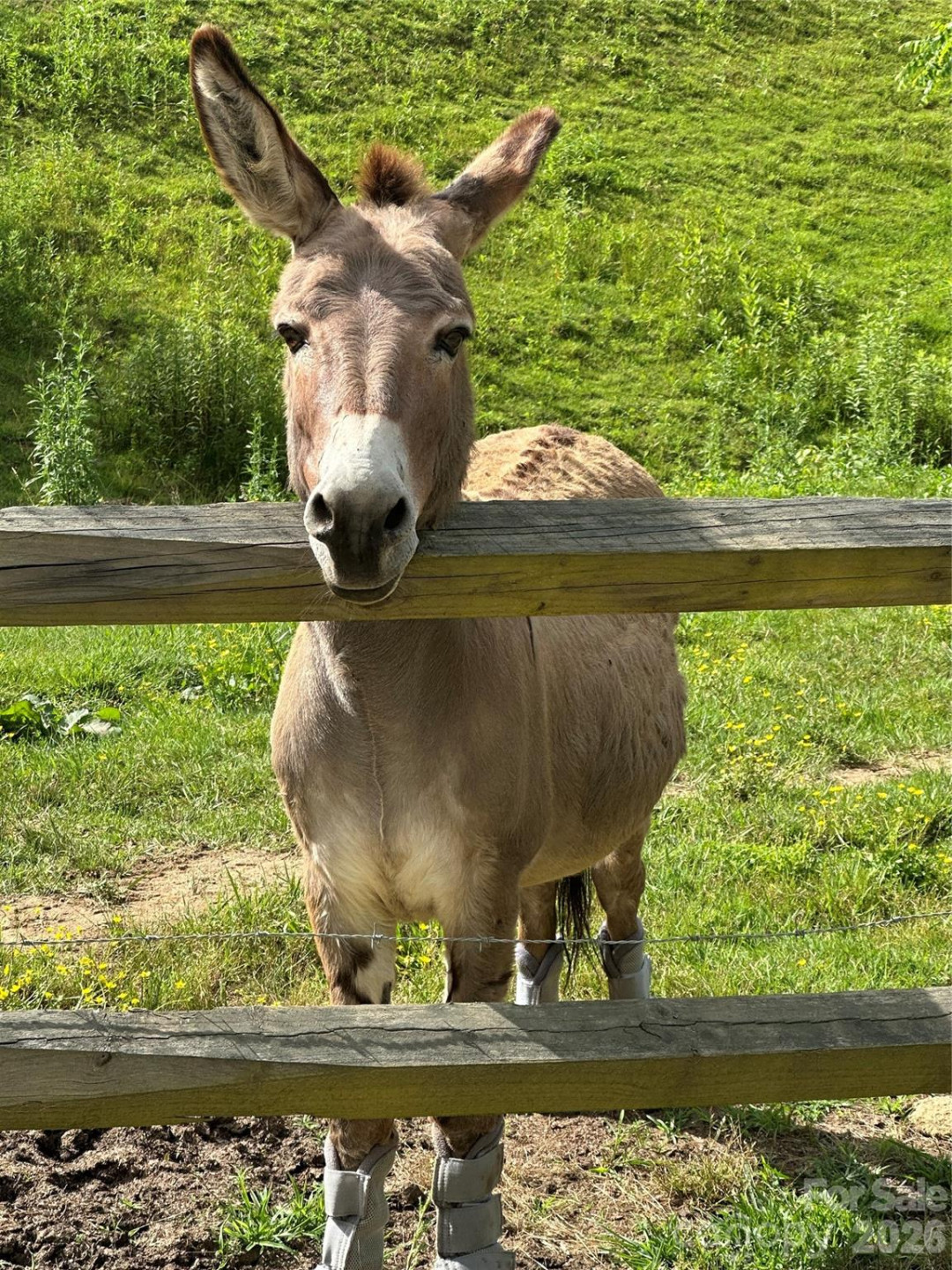 616 Appaloosa Trail - Photo 39