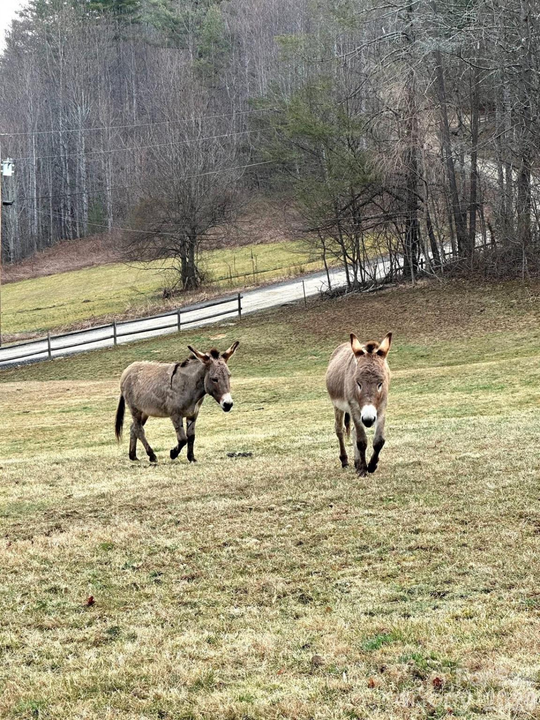 616 Appaloosa Trail - Photo 41