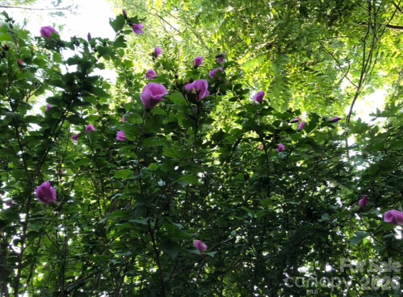 203 Pine Street - Photo 41