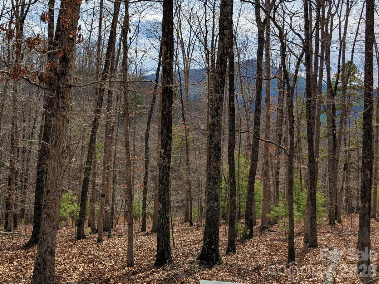 51 Wild Turkey Loop #32 - Photo 4