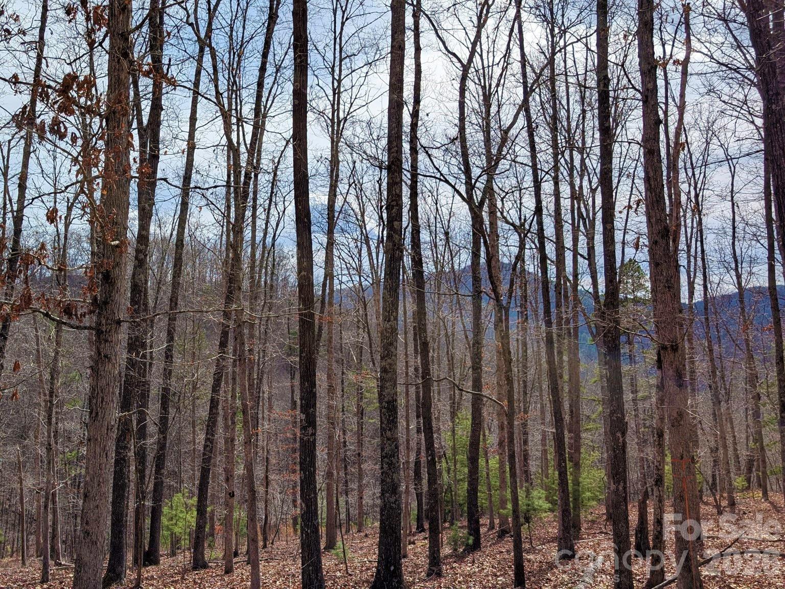 51 Wild Turkey Loop #32 - Photo 5