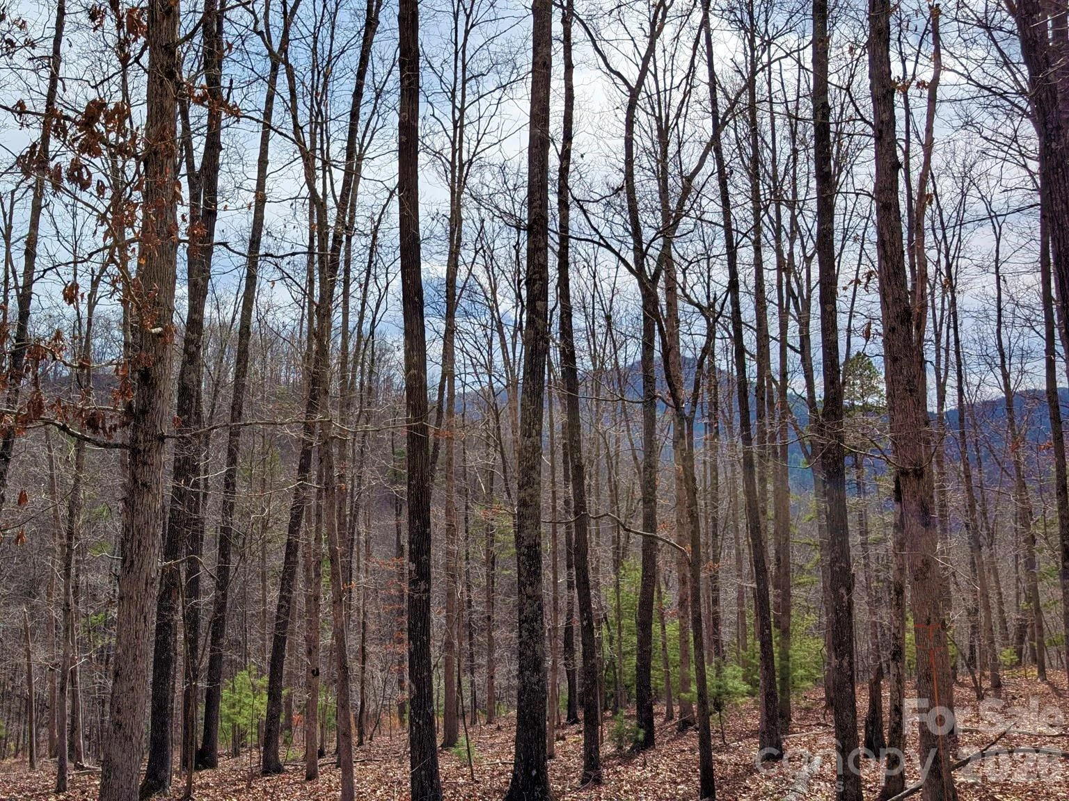 51 Wild Turkey Loop #32 - Photo 5