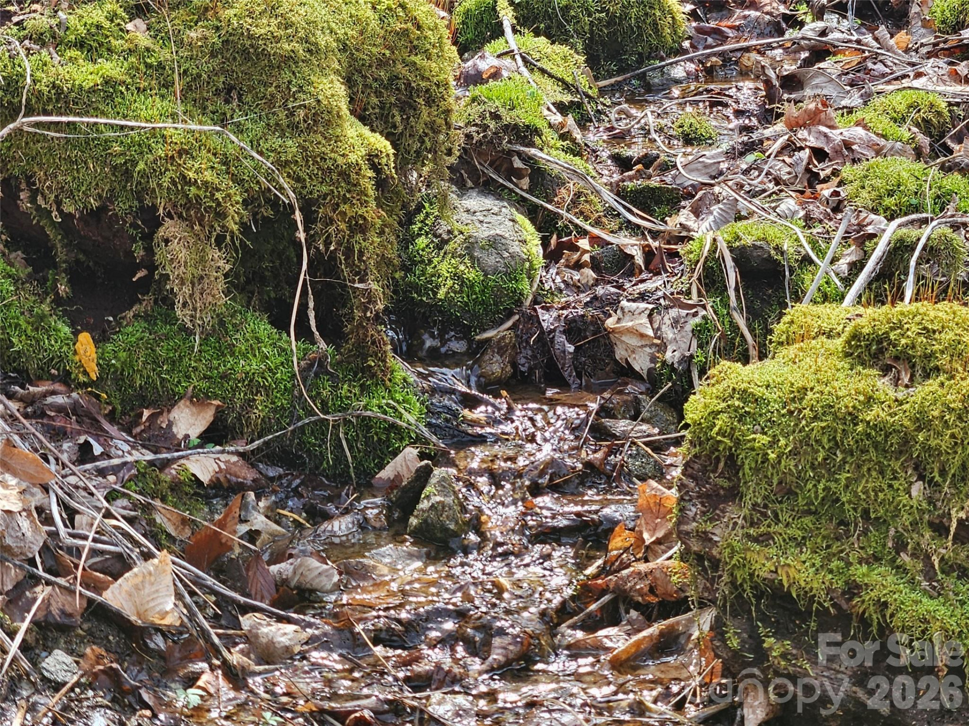 000 Forbidden Cove - Photo 15