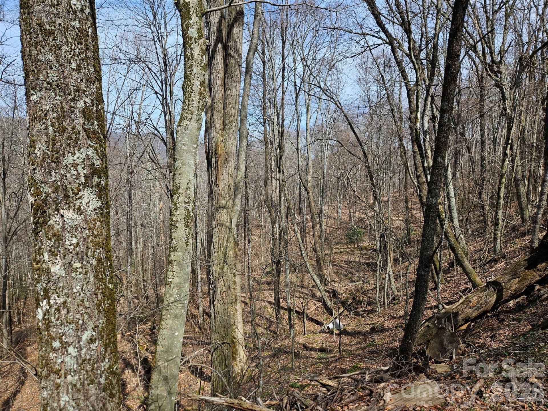 000 Forbidden Cove - Photo 5