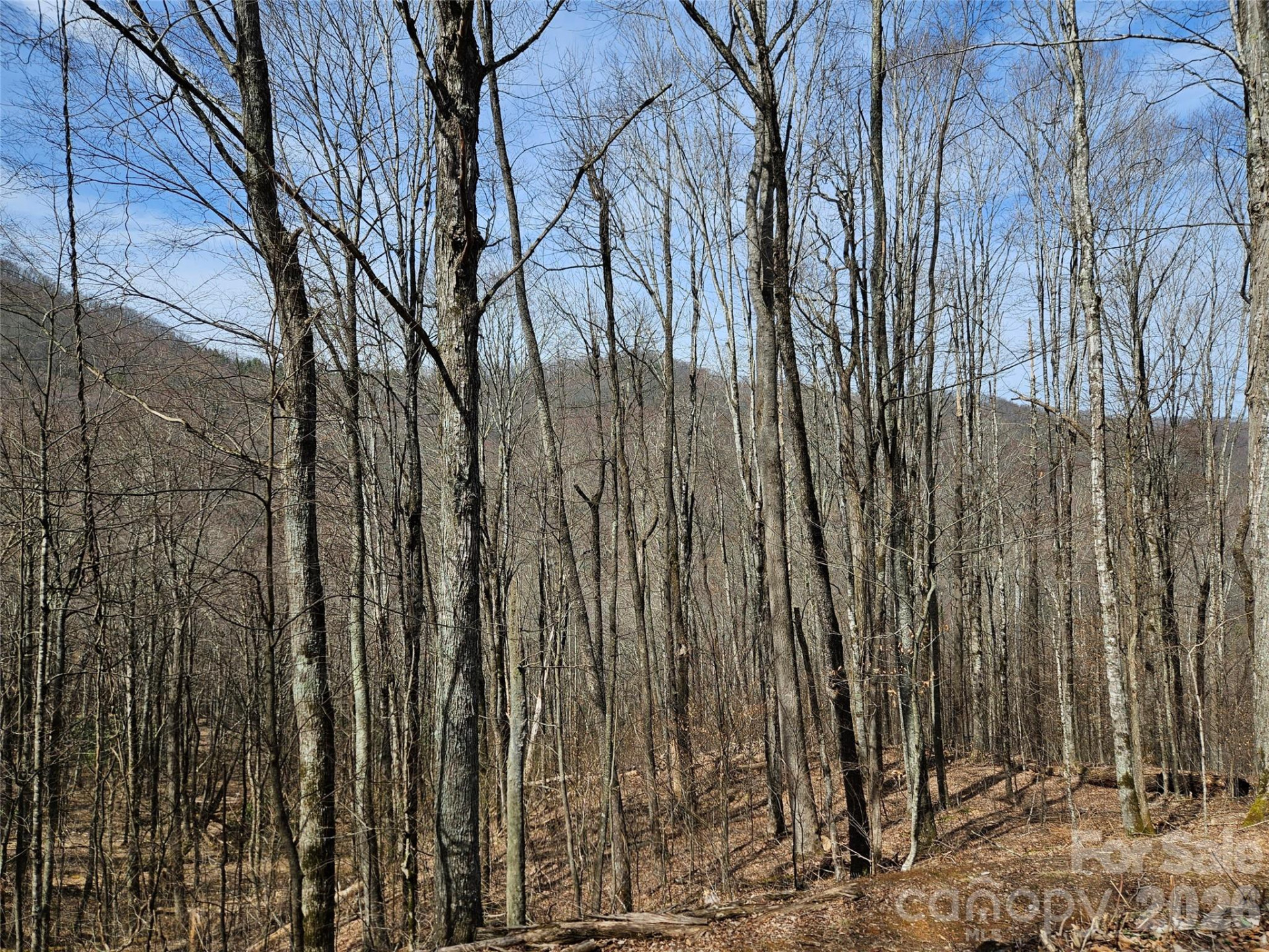 000 Forbidden Cove - Photo 8