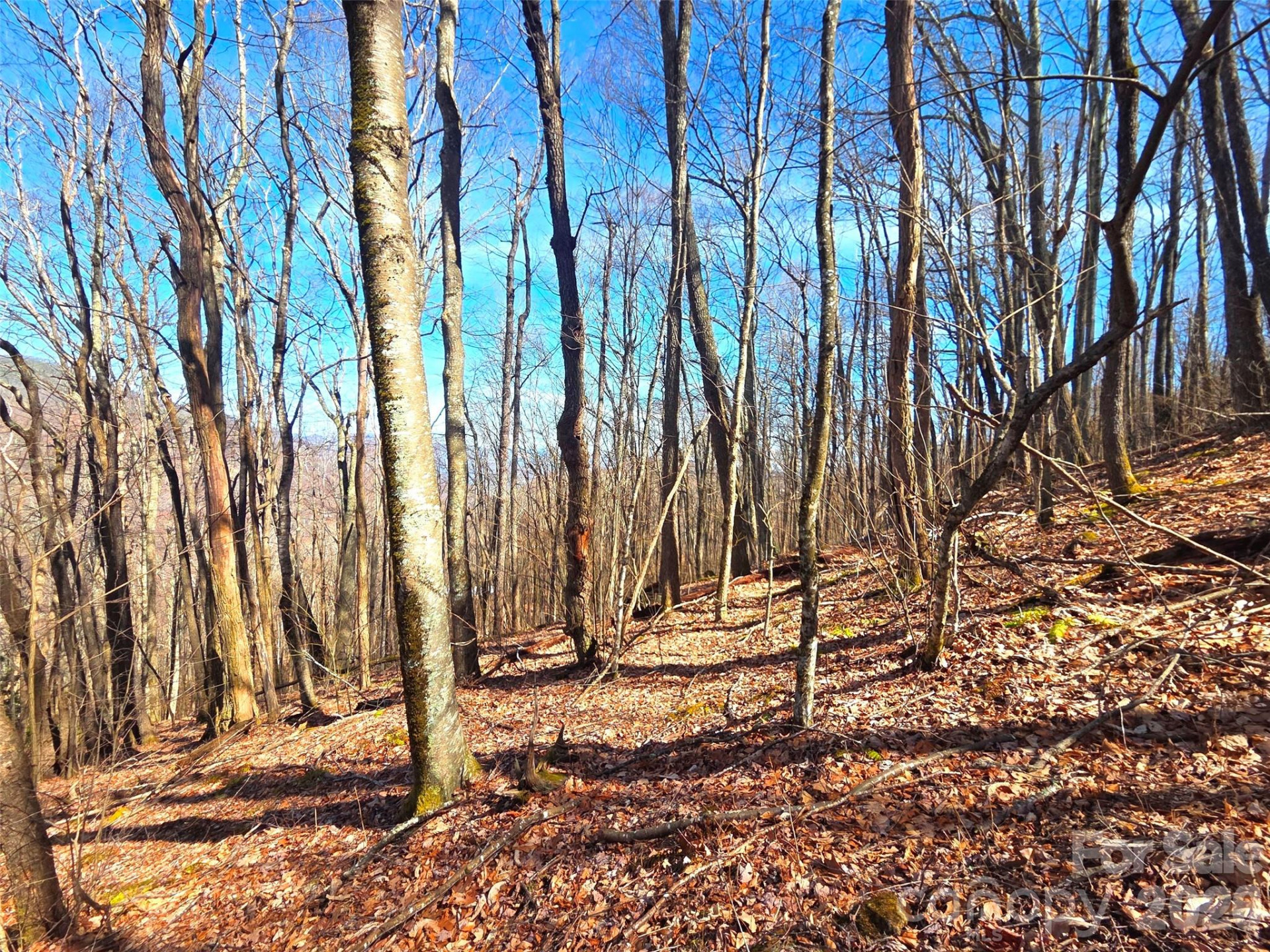 250 Rome Beauty Road #TR5 - Photo 31