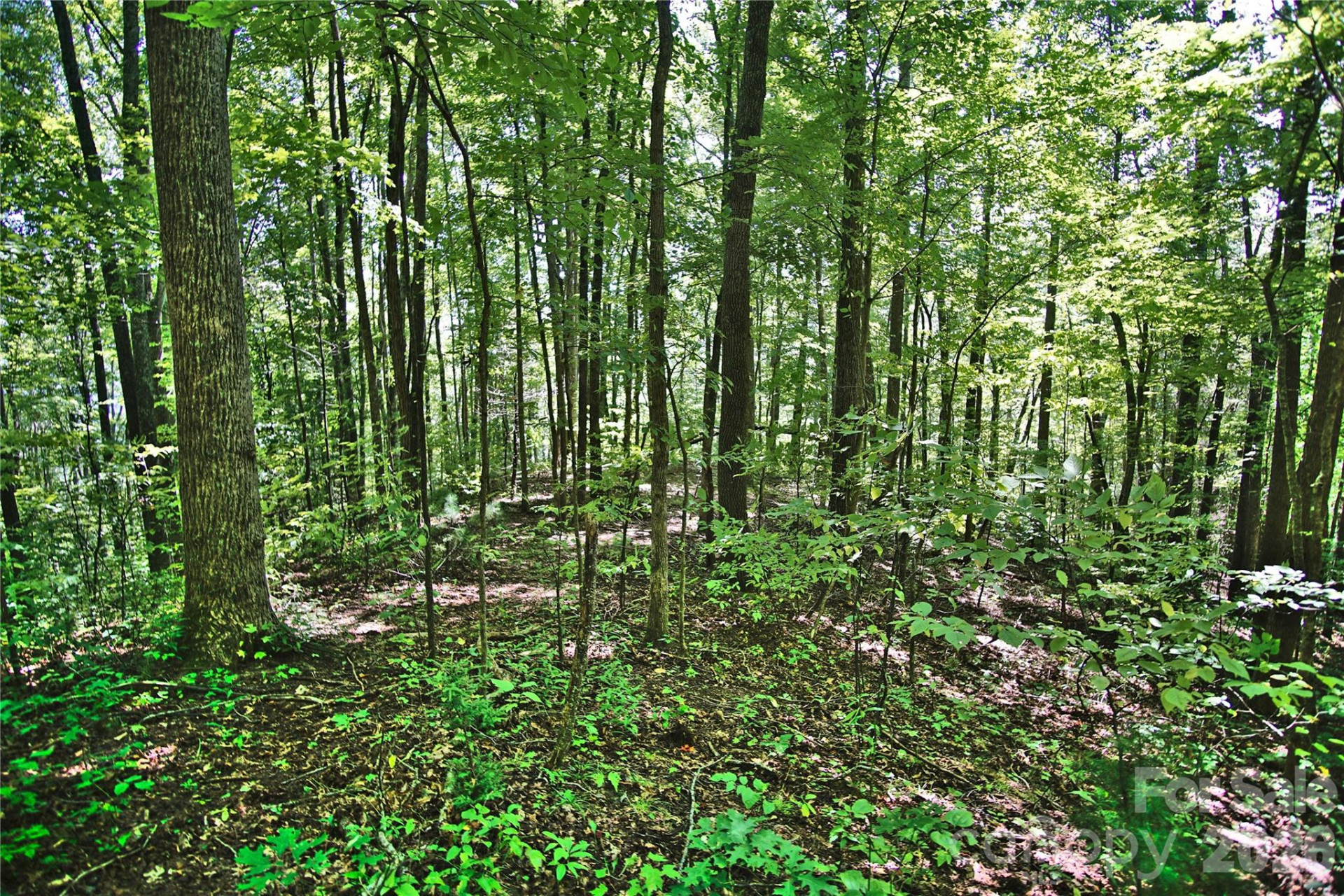 2166 Cove Creek Road - Photo 4