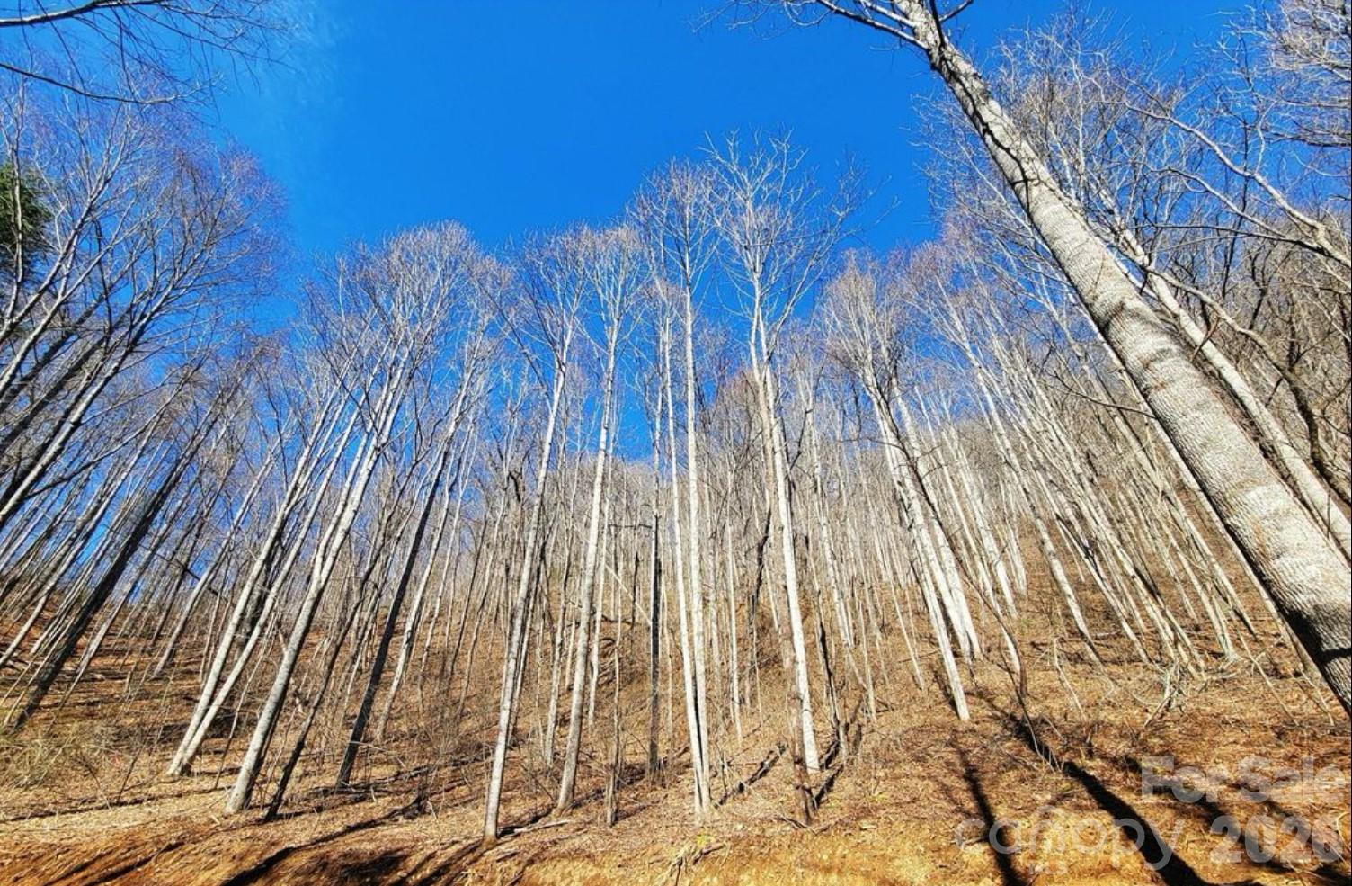 2166 Cove Creek Road - Photo 6