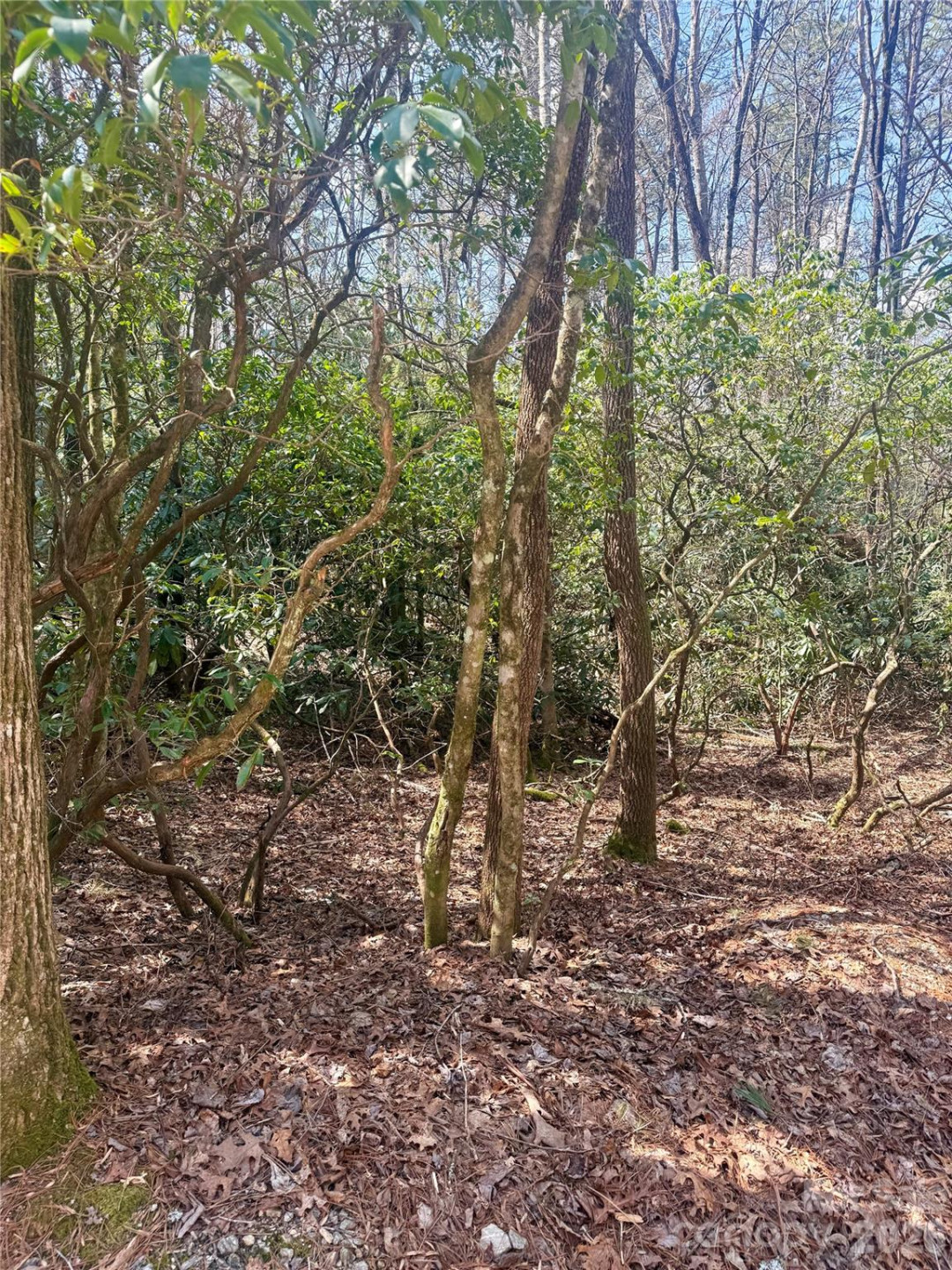 TBD Minerva Lane #Lots 79,80,84 - Photo 2