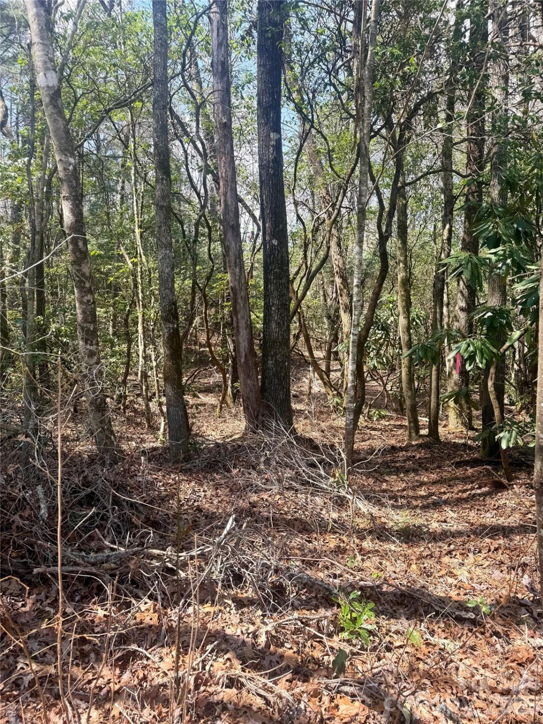 TBD Minerva Lane #Lots 79,80,84 - Photo 3