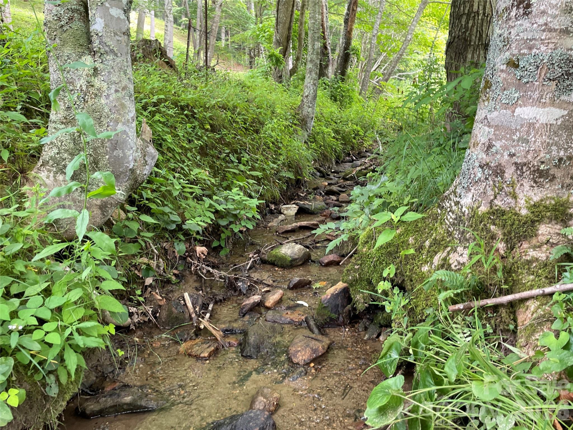 TBD Sugar Camp Road - Photo 10