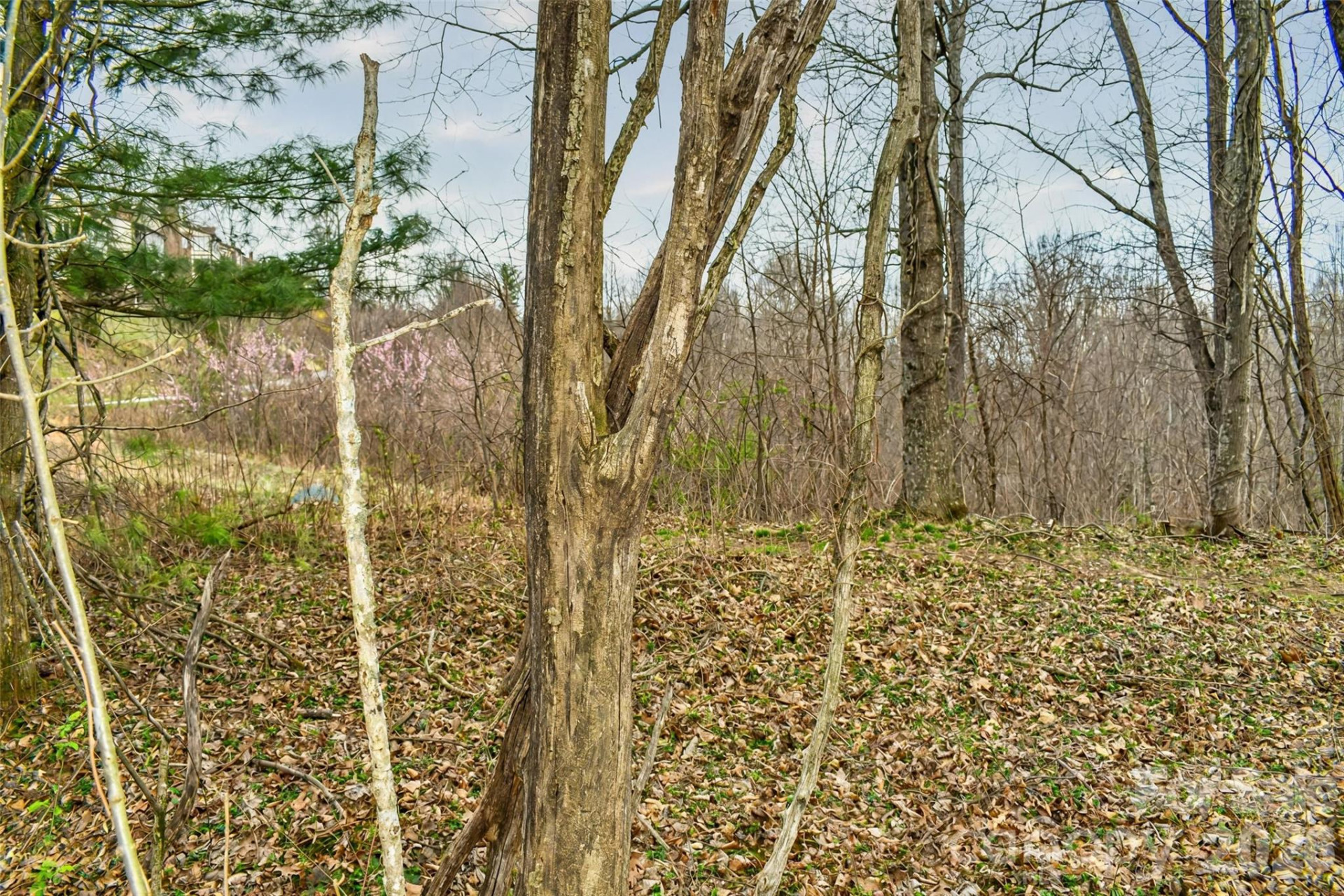 252 Pinewood Circle - Photo 6