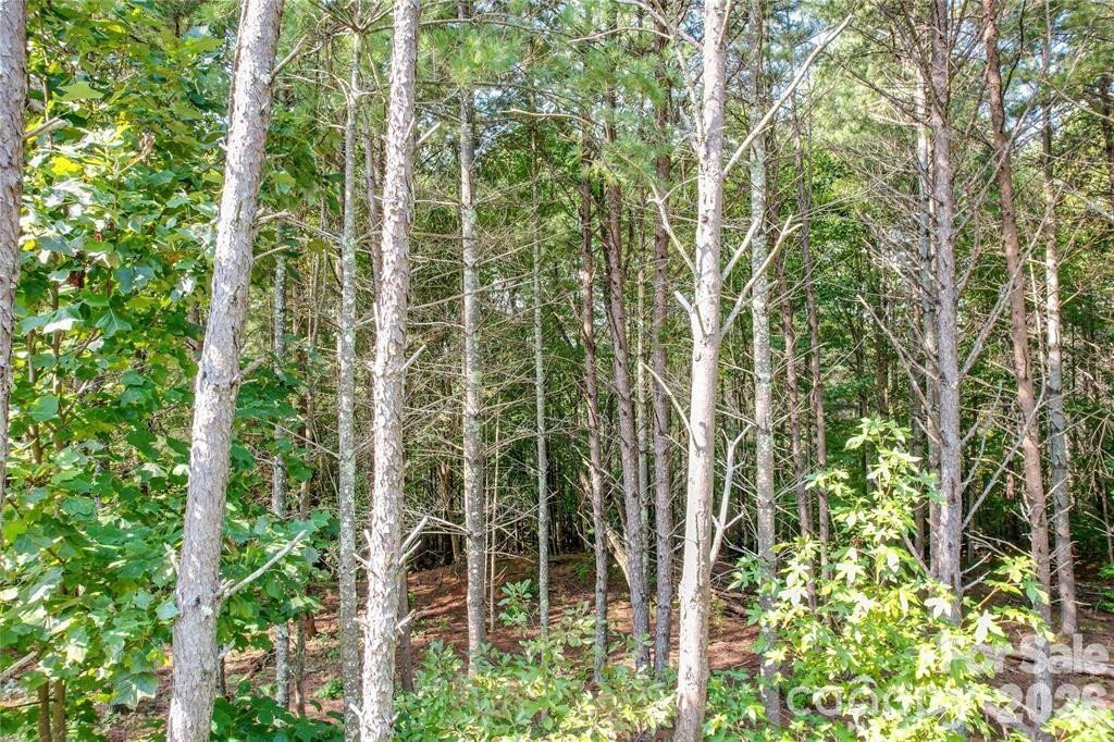 2377 Ivy Rays Way #56 - Photo 3