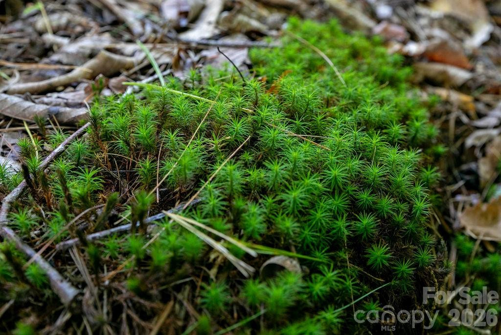 TBD Rock Face Road #L299 - Photo 8