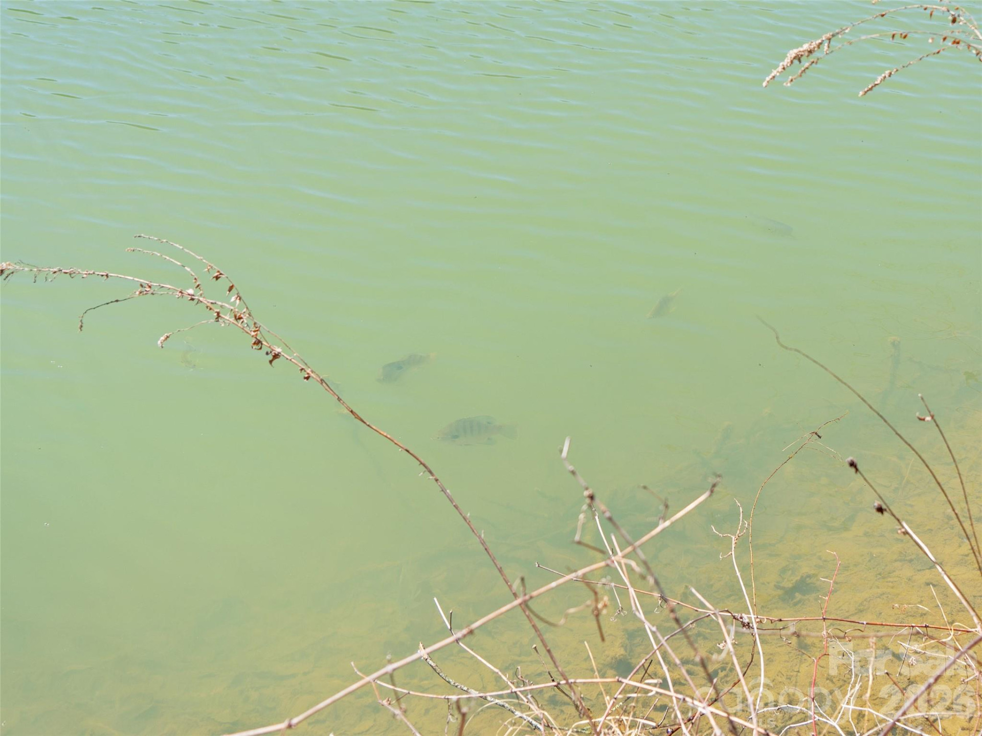 82 Narrows Run Loop - Photo 10