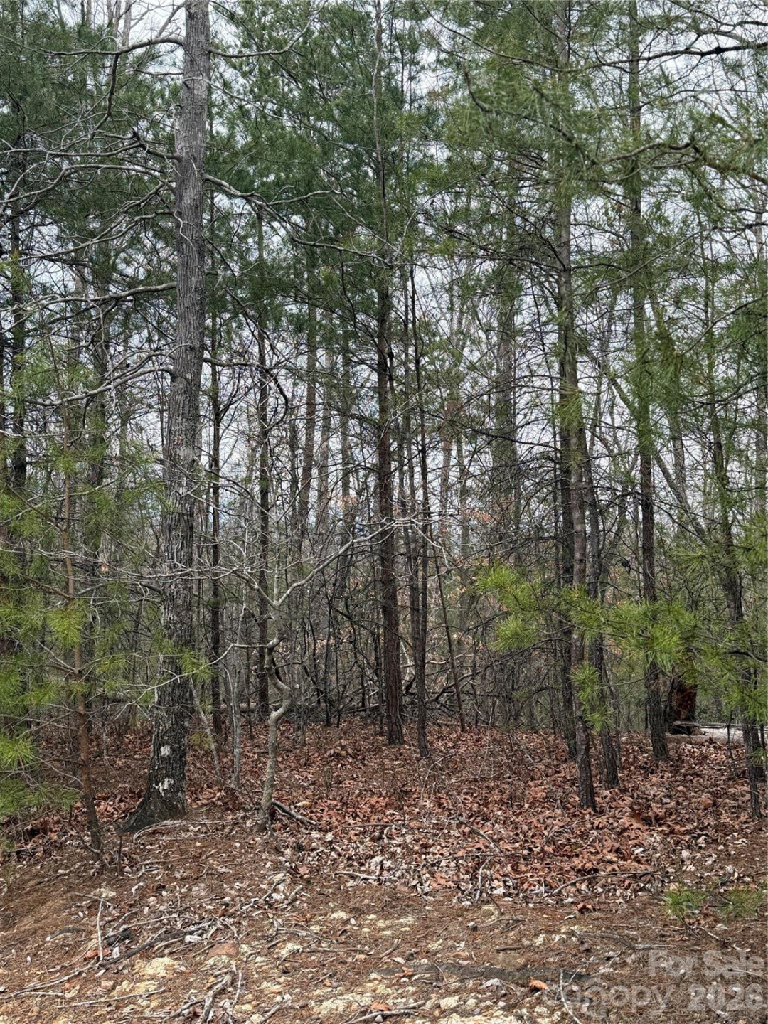 0 Shady Bark Lane #40 - Photo 13