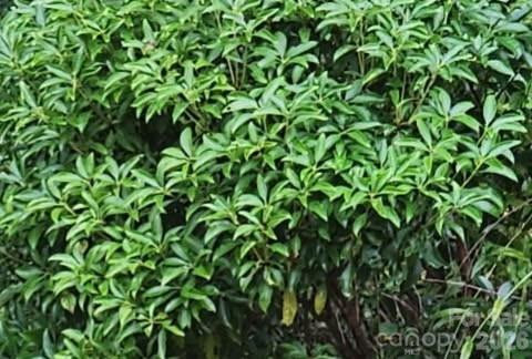 575 Shannons Walk - Photo 13