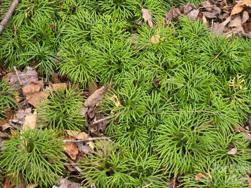 575 Shannons Walk - Photo 14