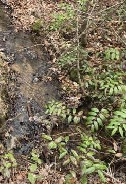 575 Shannons Walk - Photo 3