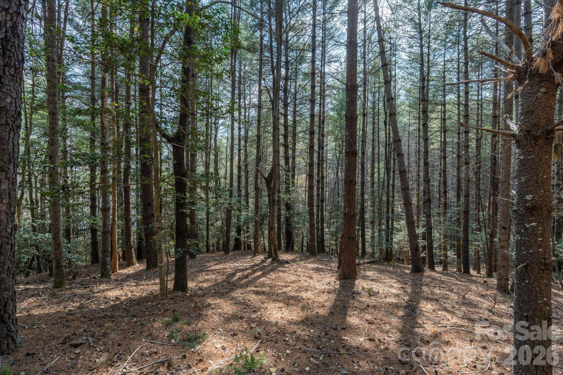 40 Turtle Head Drive - Photo 12