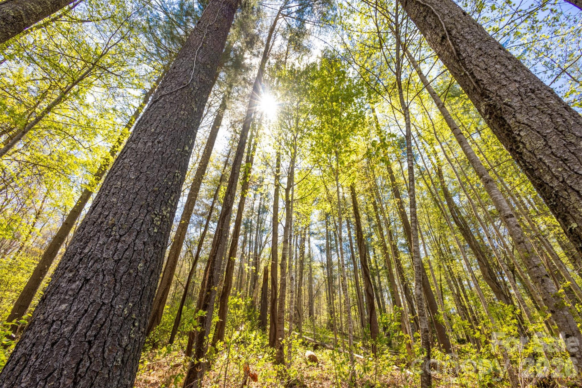 82 Meadow Ridge Court - Photo 27