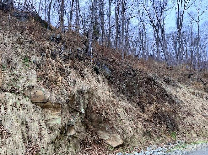 89 Weeping Cherry Forest Road - Photo 3