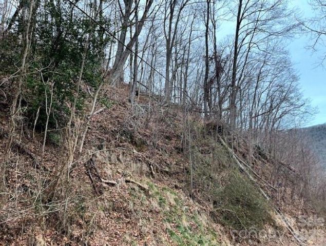 65 Weeping Cherry Forest Road