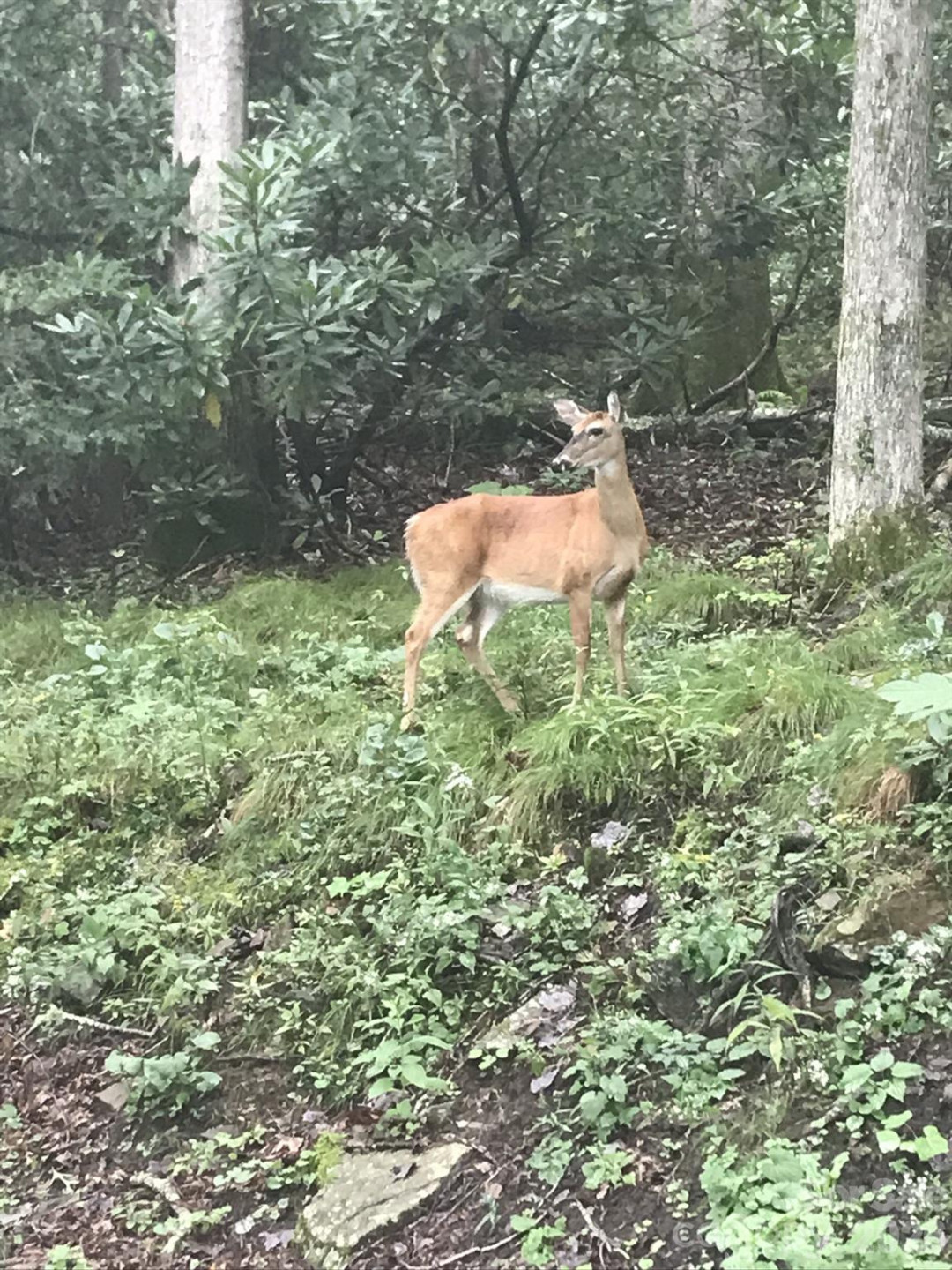 00 Winterstar Loop #17 - Photo 8