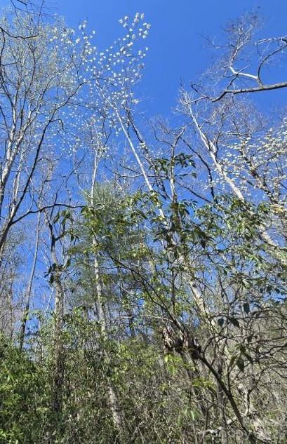 284 Oriole Drive - Photo 3