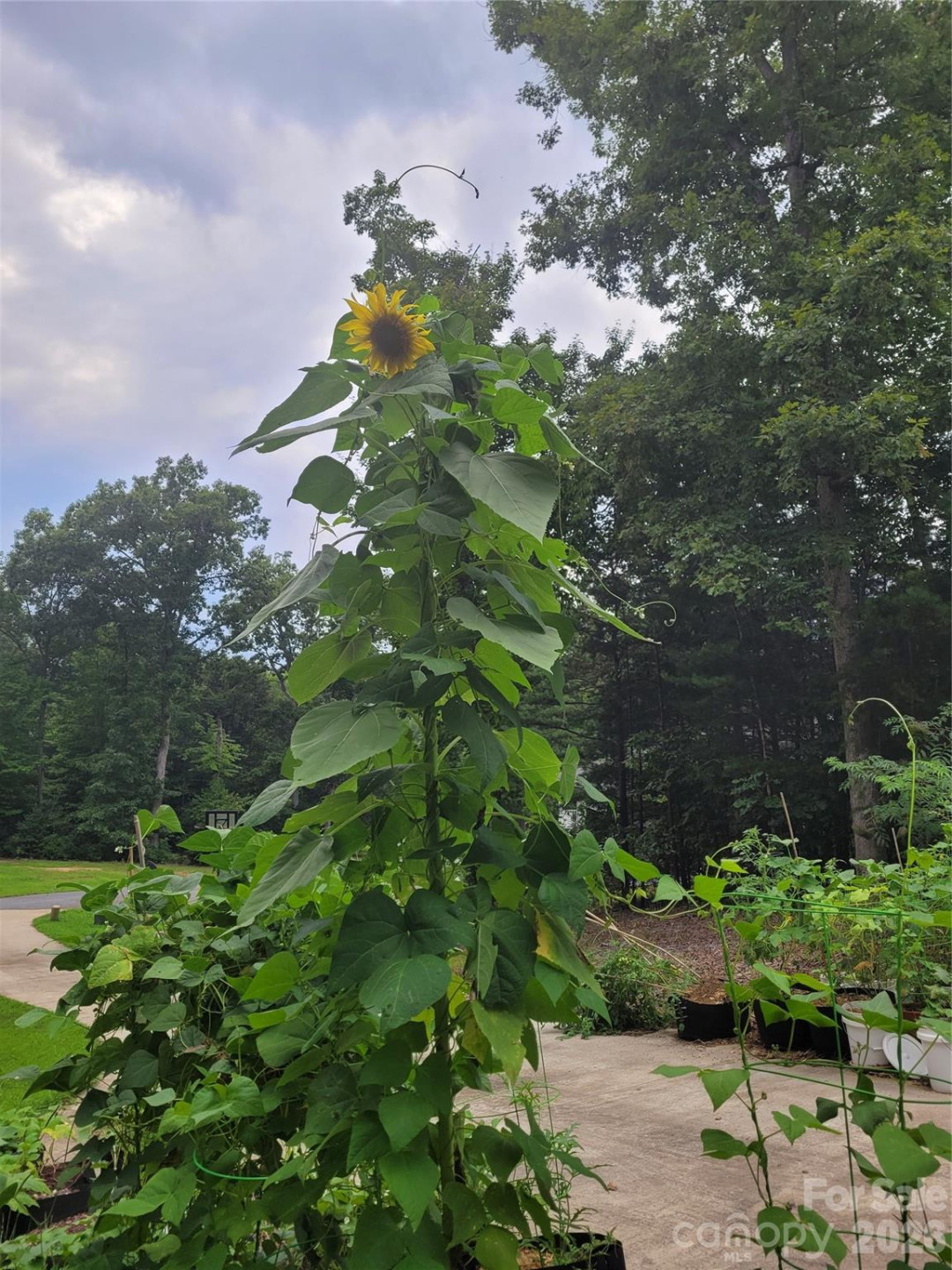 160 Winsome Forest Drive - Photo 29