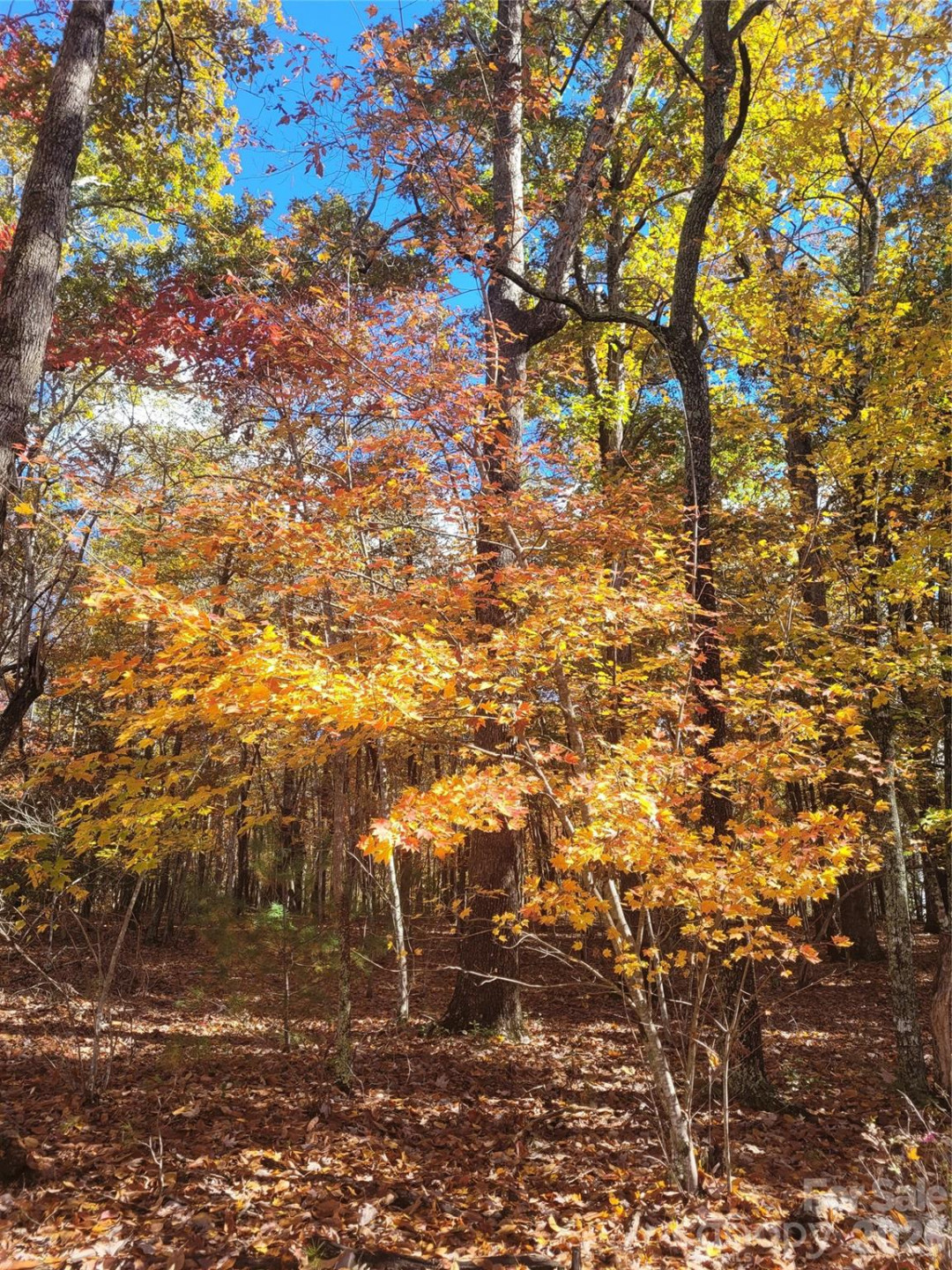 160 Winsome Forest Drive - Photo 32