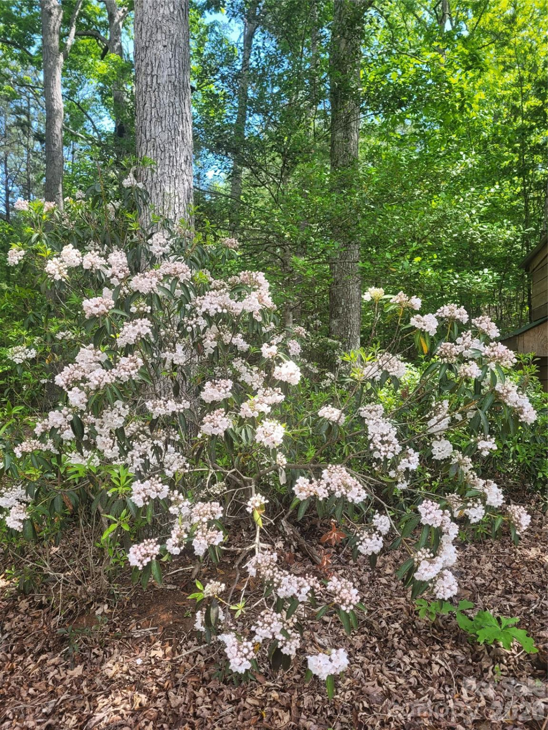 160 Winsome Forest Drive - Photo 35