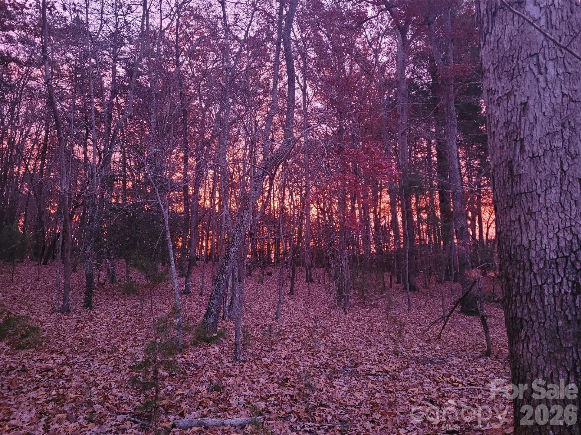 160 Winsome Forest Drive - Photo 41