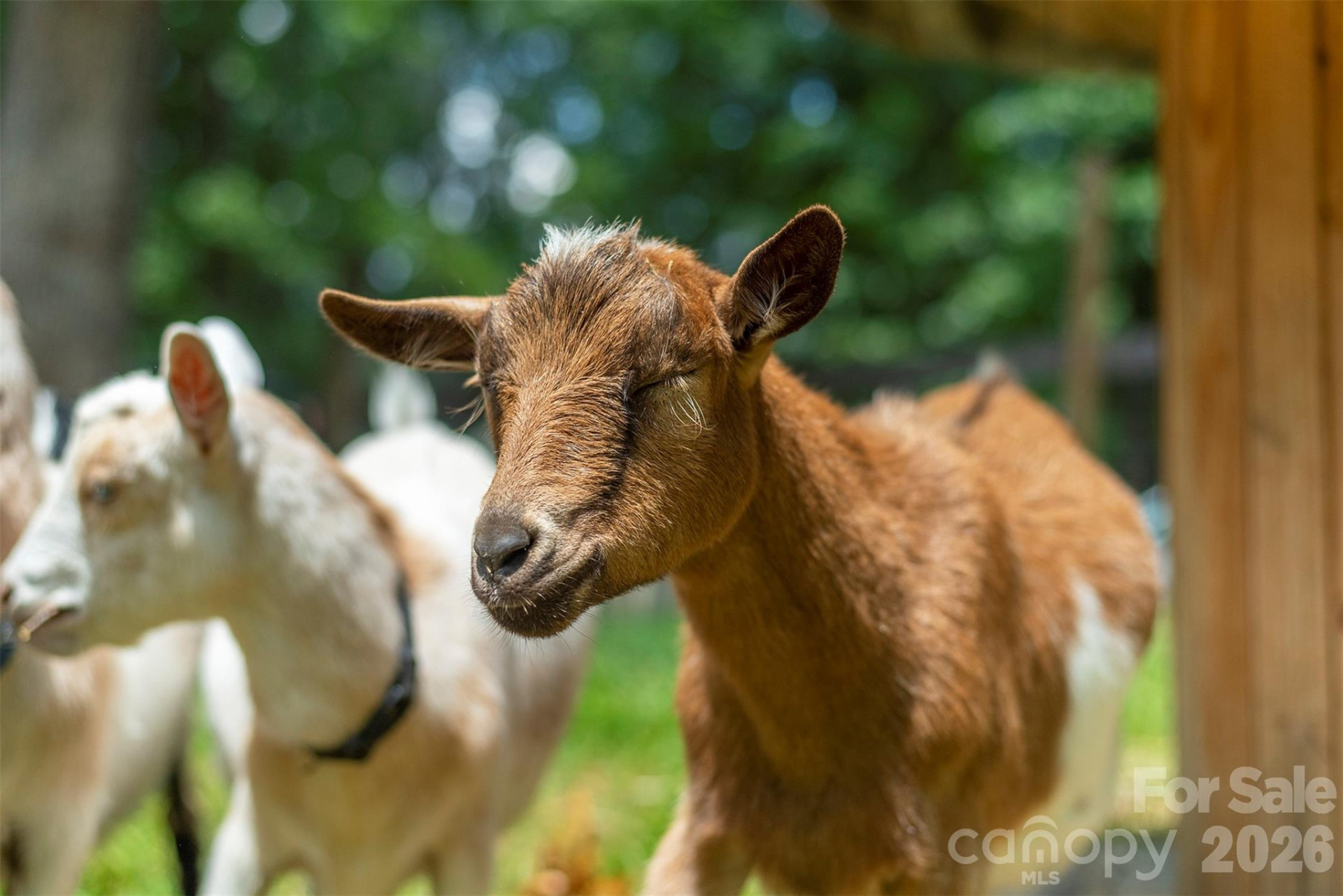 123 Deer Hill Lane - Photo 39