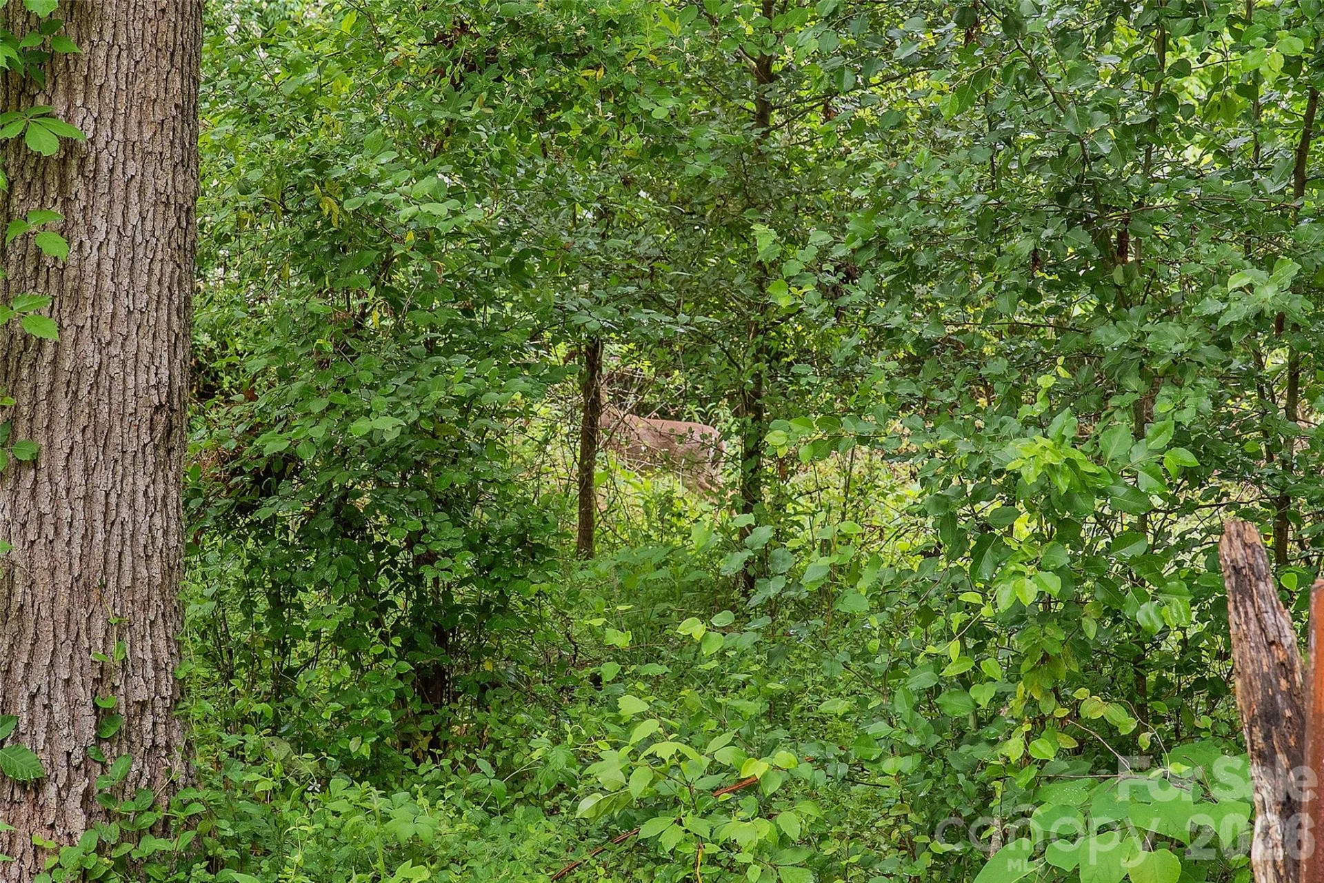 611 Turkey Creek Terrace - Photo 12