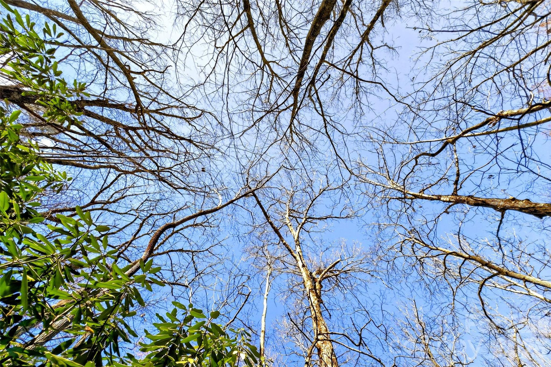 301 Black Pine Drive - Photo 11