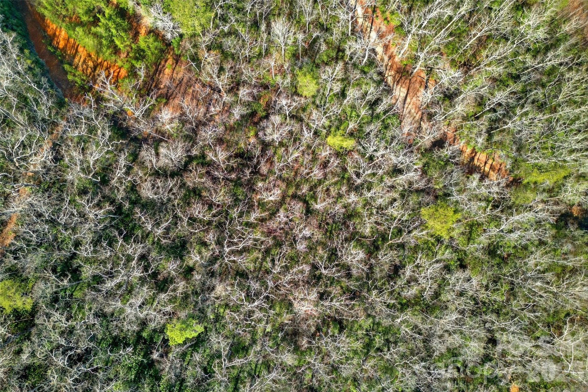 301 Black Pine Drive - Photo 12